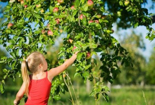 Girl_Picking_Apples_H