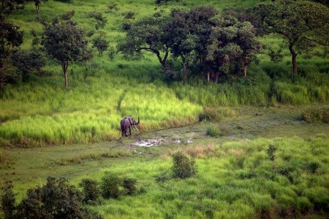 garambanationalparkkongocumhuriyeti